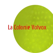 La Colonie Volvox