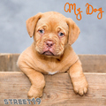 Street19 - My Dog