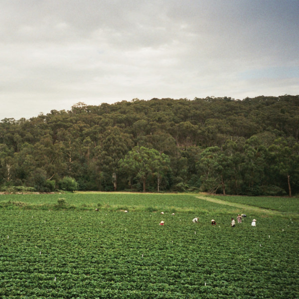 ALBRECHT LA'BROOY - HEALESVILLE