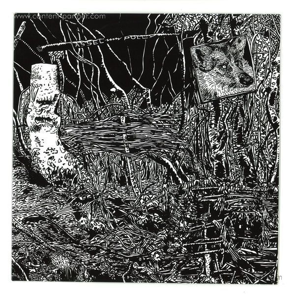 Assel - Polly
