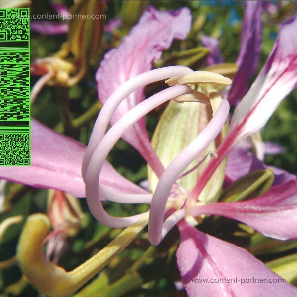 Avalon Emerson - Whities 013