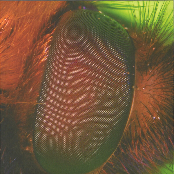 nthng - Hypnotherapy LP